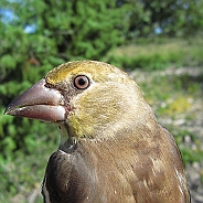 Stenknäck, Sundre 20120828